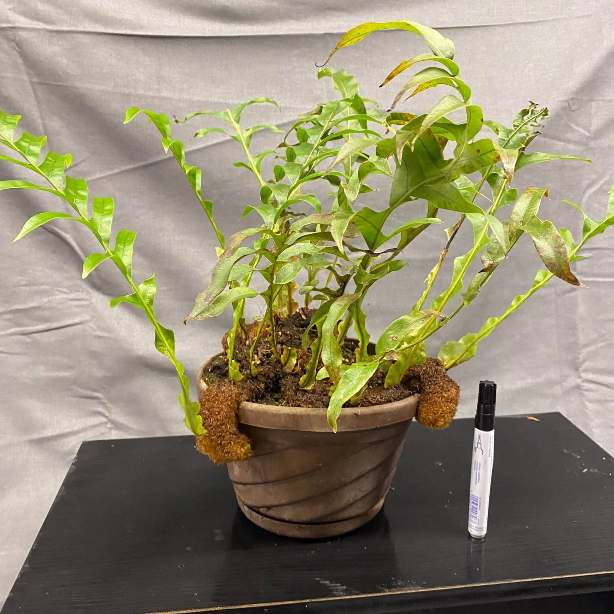 Aglaomorpha brooksii 大森食虫植物農園