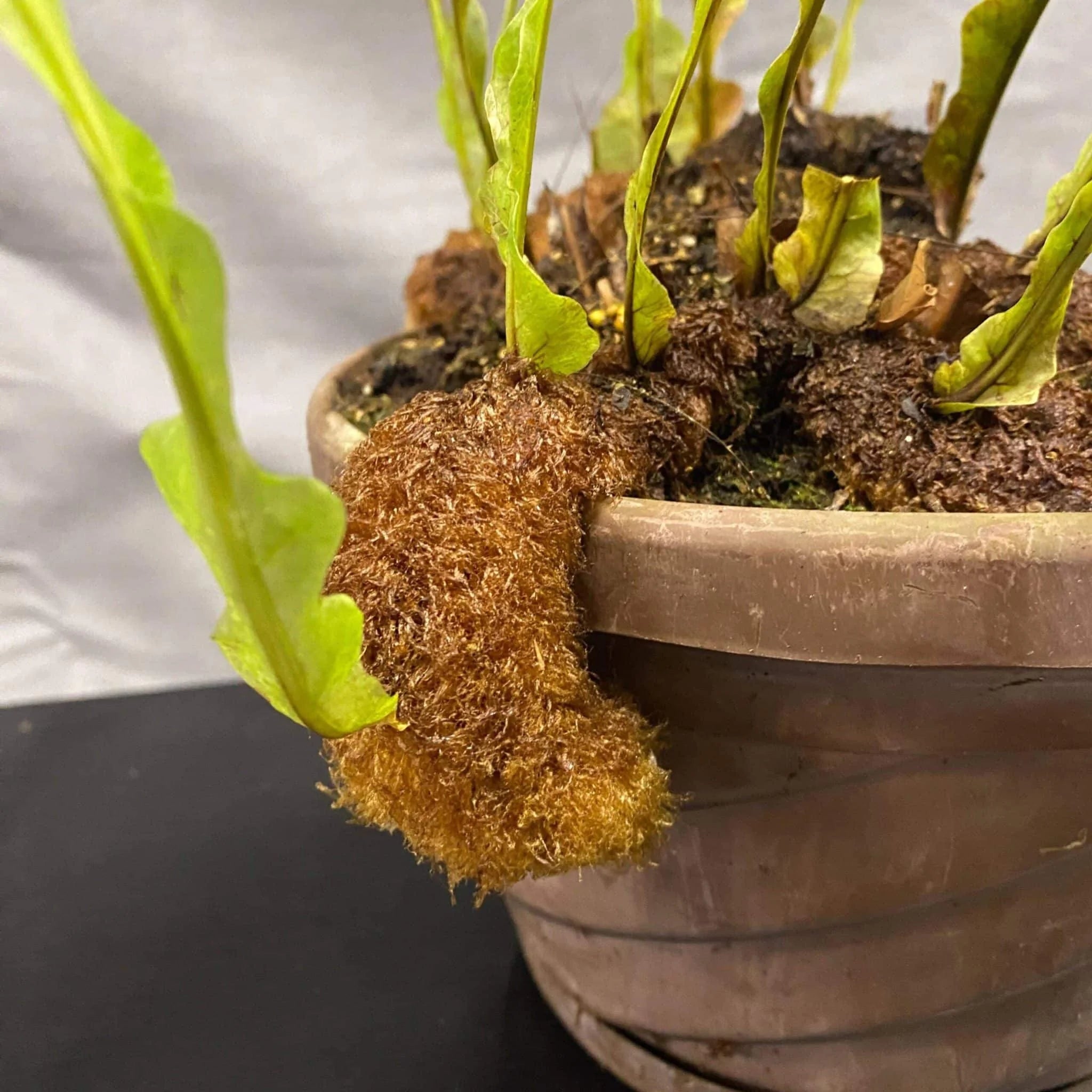 Aglaomorpha brooksii 大森食虫植物農園