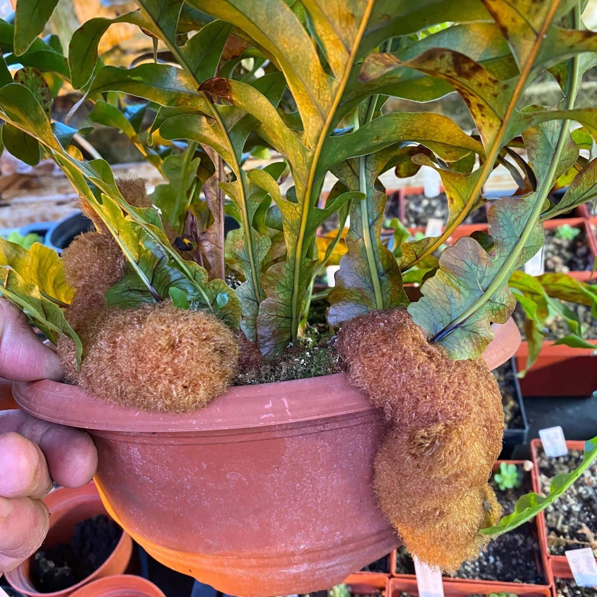 Aglaomorpha brooksii 大森食虫植物農園