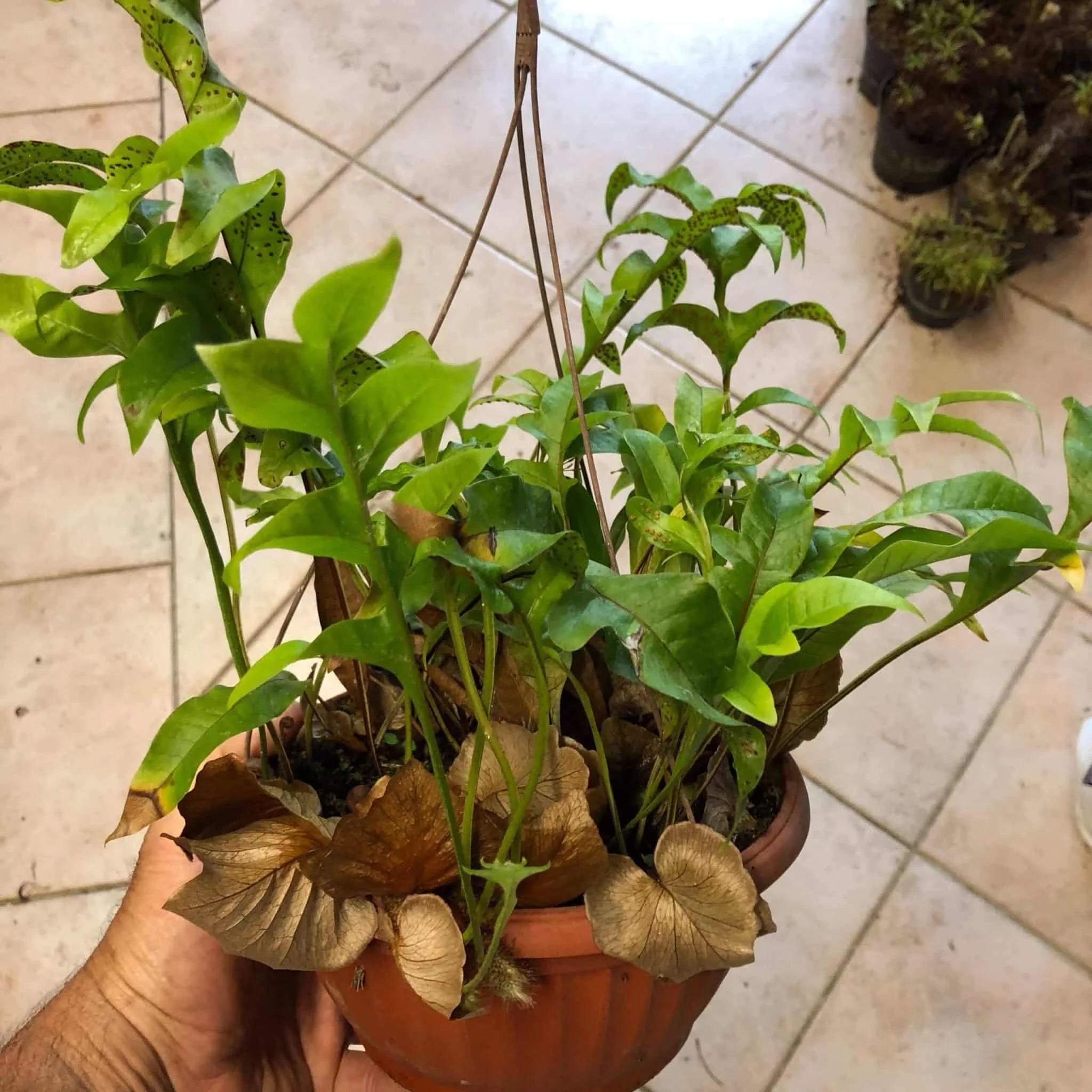 Aglaomorpha spec 大森食虫植物農園