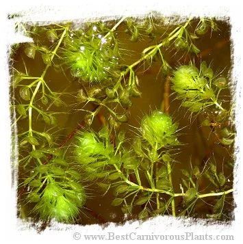 Aldrovanda vesiculosa {Danube delta, Romania} / 5株の苗 大森食虫植物農園
