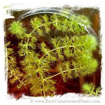 Aldrovanda vesiculosa {Okavango Swamp, Botswana, Africa} / 5株の苗 大森食虫植物農園