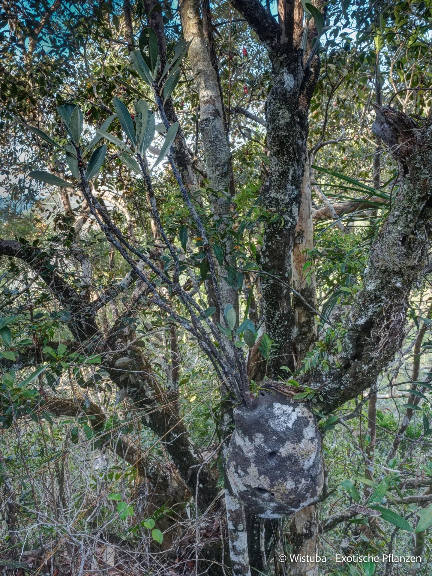 Anthorrhiza areolata (Normanby, PNG) 大森食虫植物農園