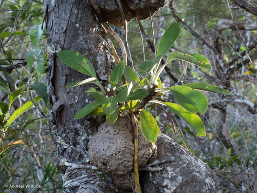 Anthorrhiza bracteosa (Normanby, PNG) 大森食虫植物農園