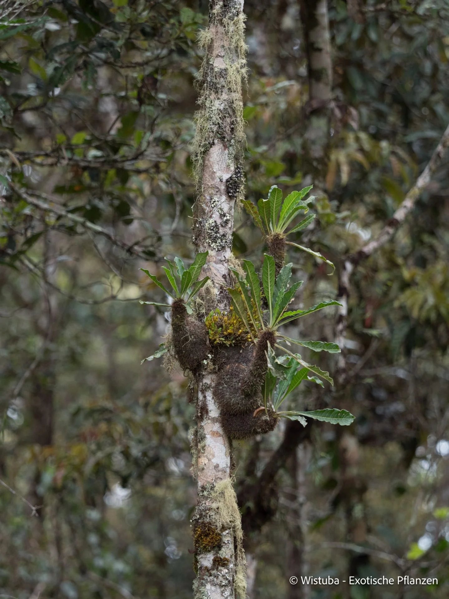 Anthorrhiza caerulea (Mt Kaindi, PNG) 大森食虫植物農園