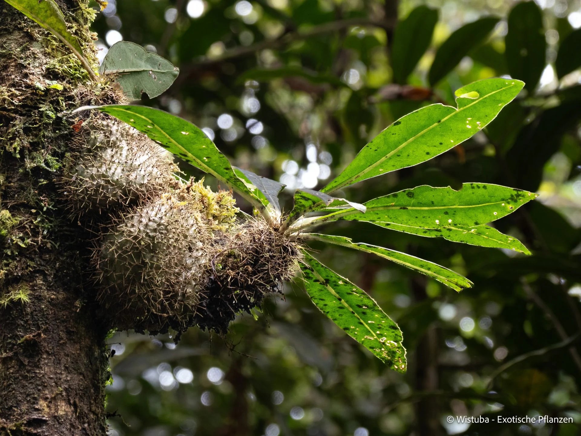 Anthorrhiza camilla (Garassa, PNG) 大森食虫植物農園