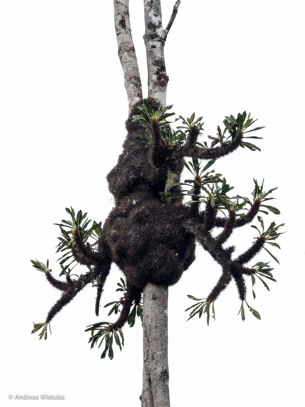 Anthorrhiza chrysacantha (Mt Kaindi, PNG) 大森食虫植物農園