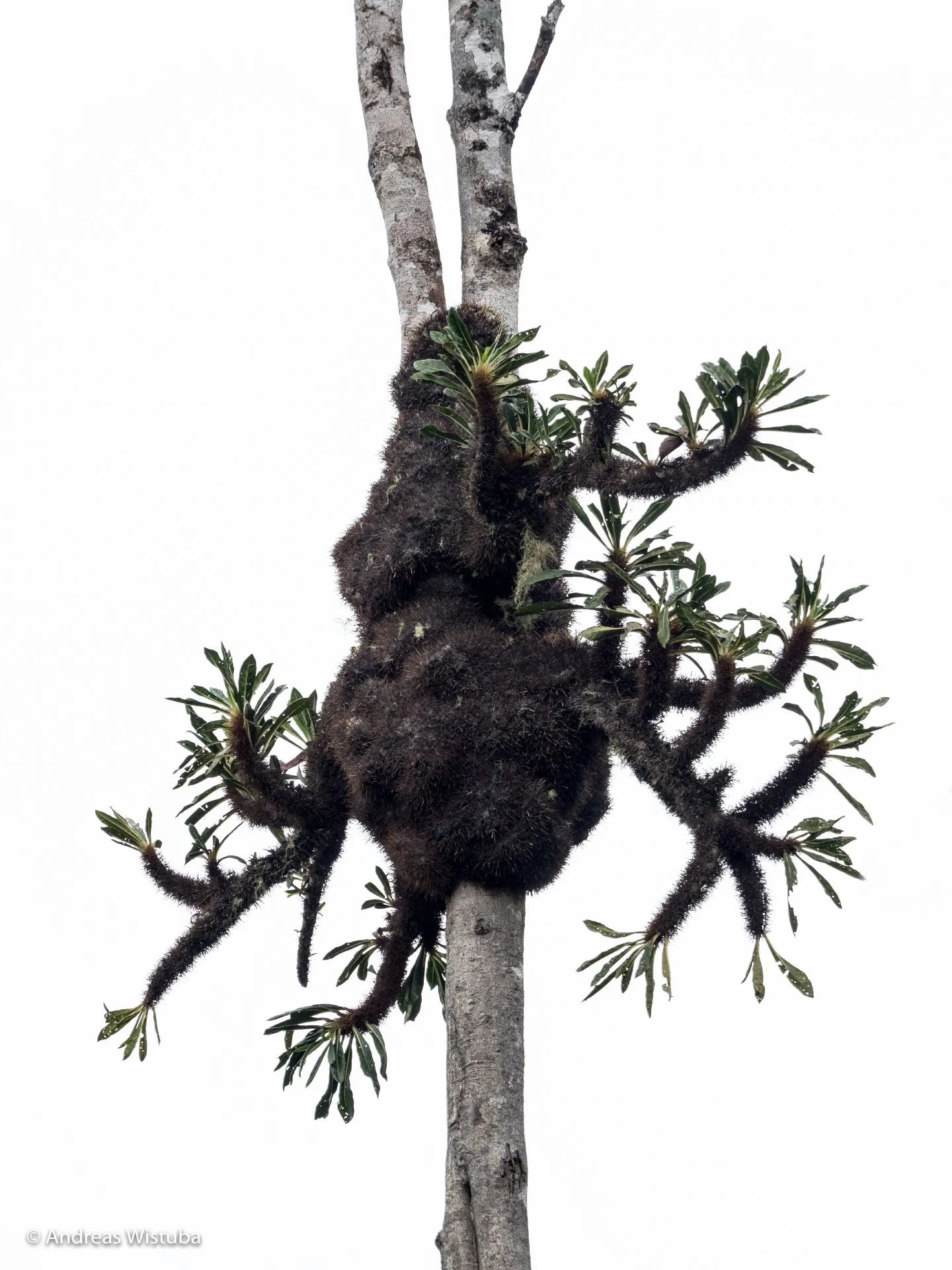 Anthorrhiza chrysacantha (Mt Kaindi, PNG) 大森食虫植物農園