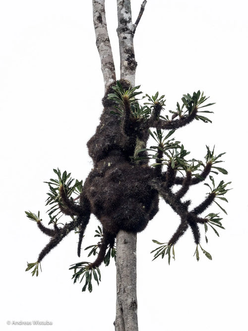 Anthorrhiza chrysacantha (Mt Kaindi, PNG) 大森食虫植物農園