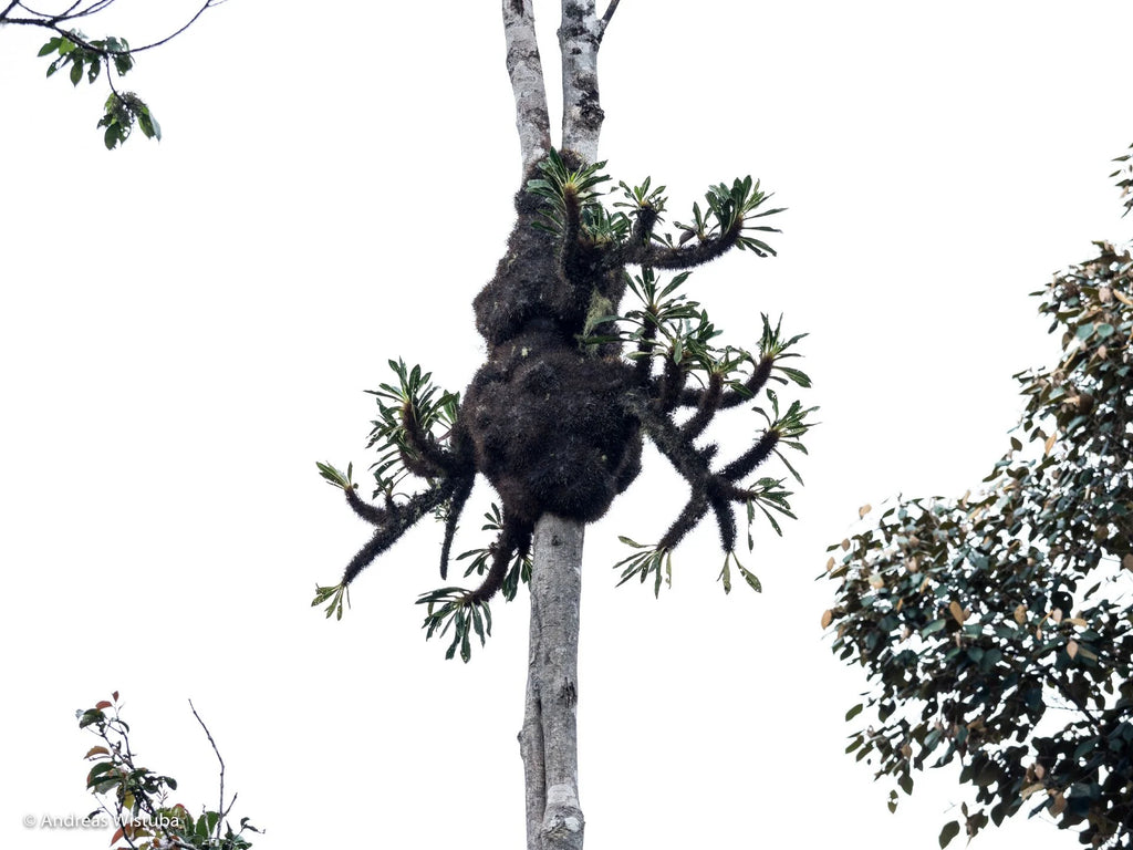 Anthorrhiza chrysacantha (Mt Kaindi, PNG) 大森食虫植物農園