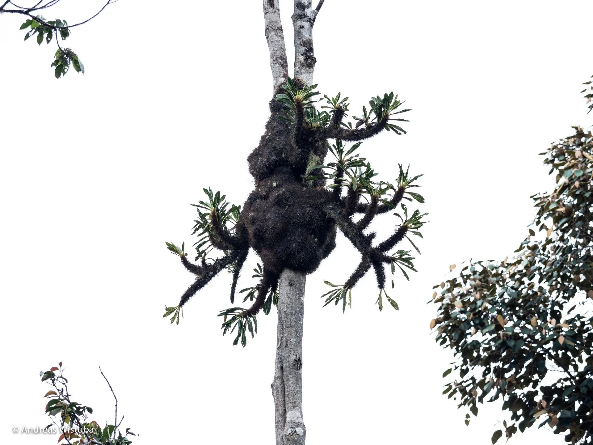 Anthorrhiza chrysacantha (Mt Kaindi, PNG) 大森食虫植物農園