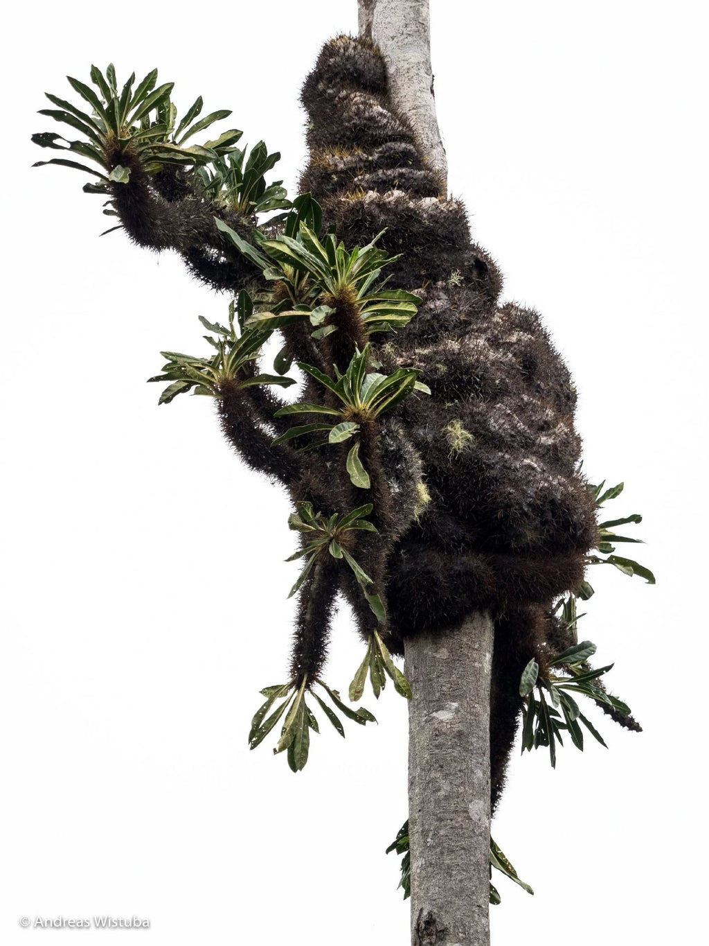 Anthorrhiza chrysacantha (Mt Kaindi, PNG) 大森食虫植物農園