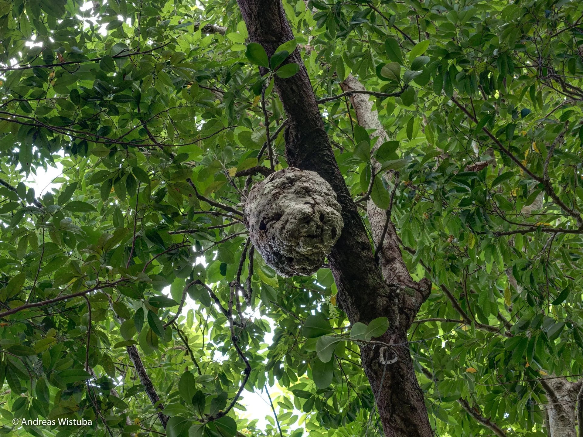 Anthorrhiza recurvispina (Rossel Island, PNG) 大森食虫植物農園