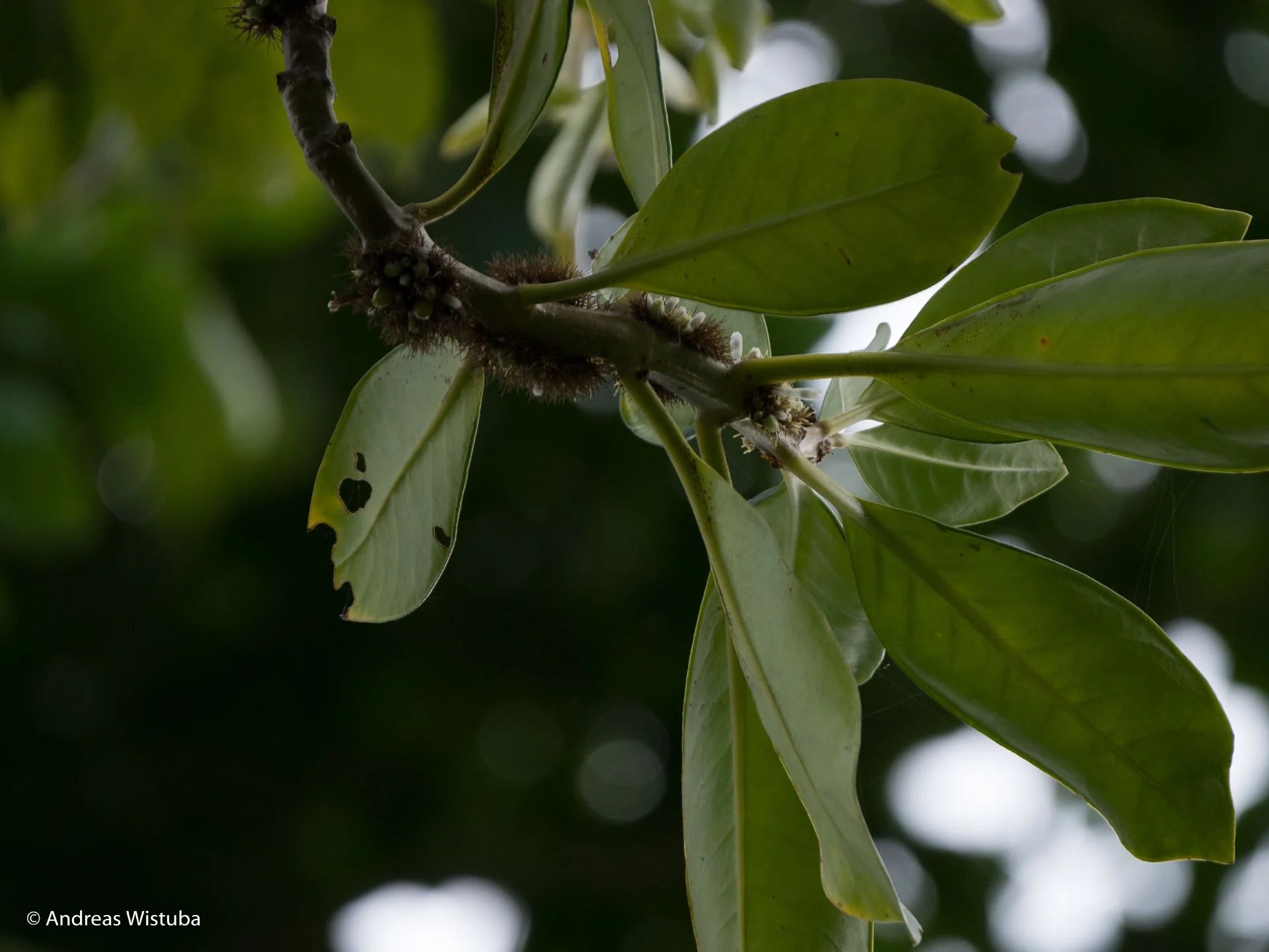 Anthorrhiza recurvispina (Rossel Island, PNG) 大森食虫植物農園