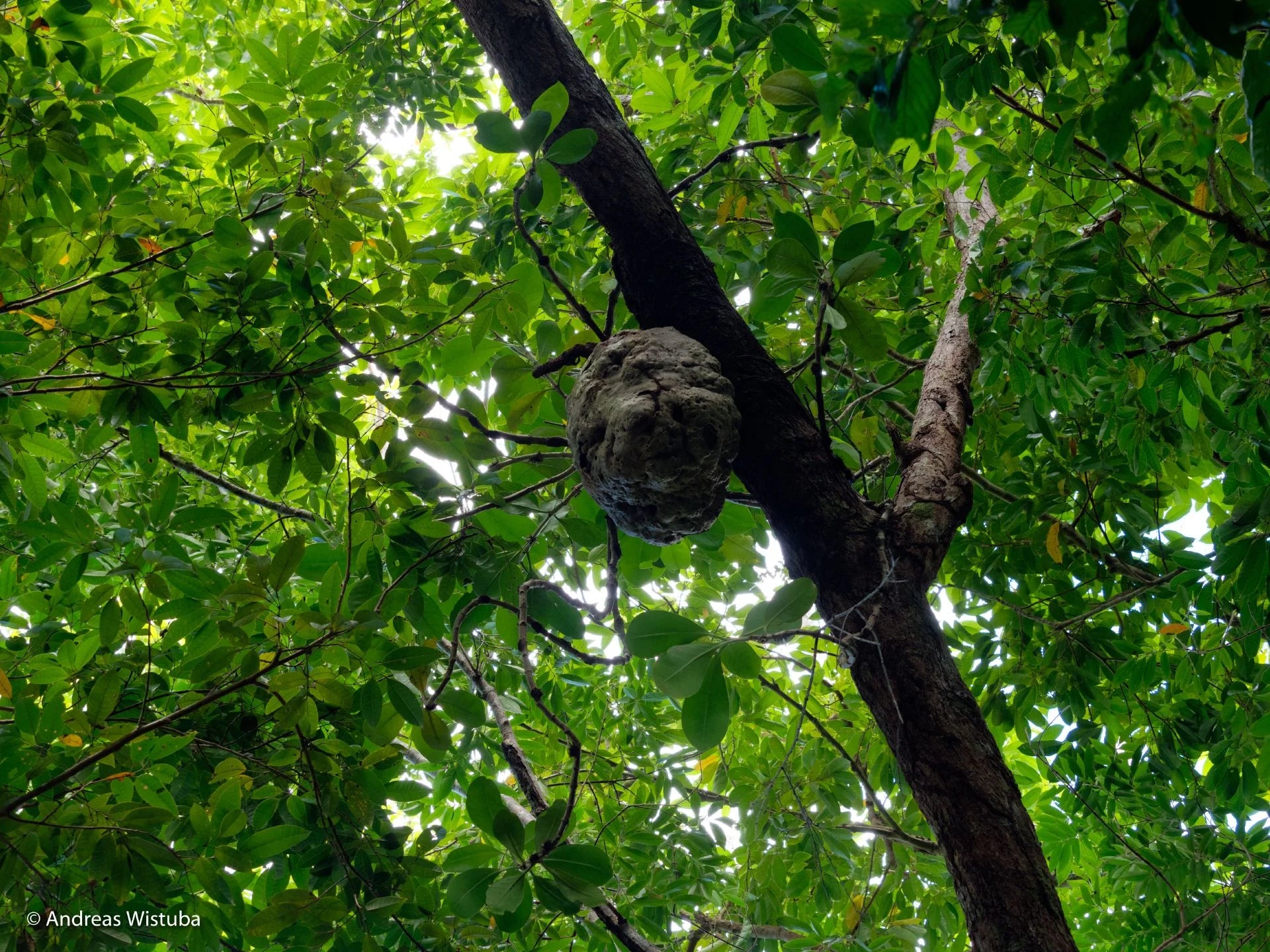 Anthorrhiza recurvispina (Rossel Island, PNG) 大森食虫植物農園