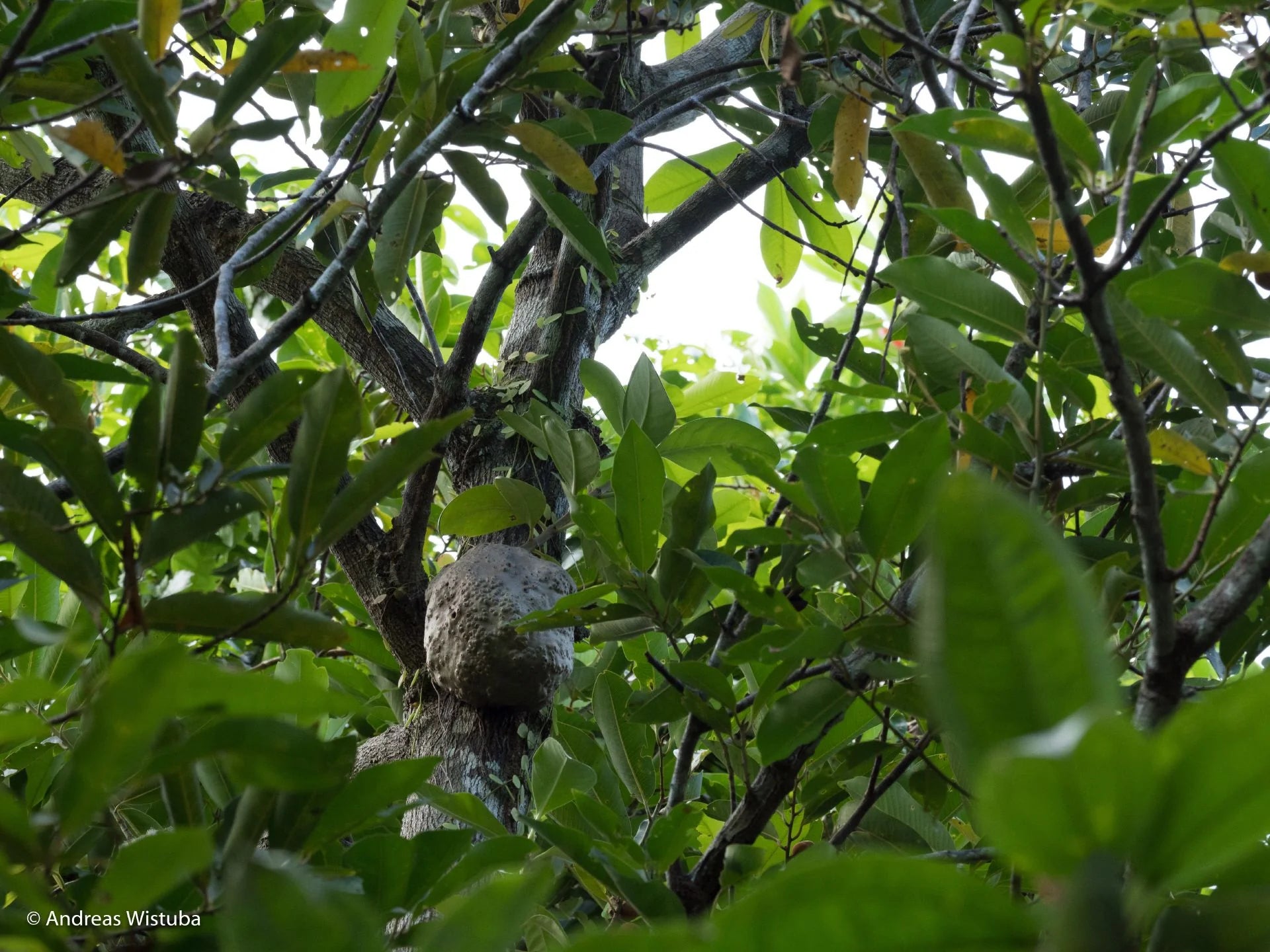 Anthorrhiza recurvispina (Rossel Island, PNG) 大森食虫植物農園