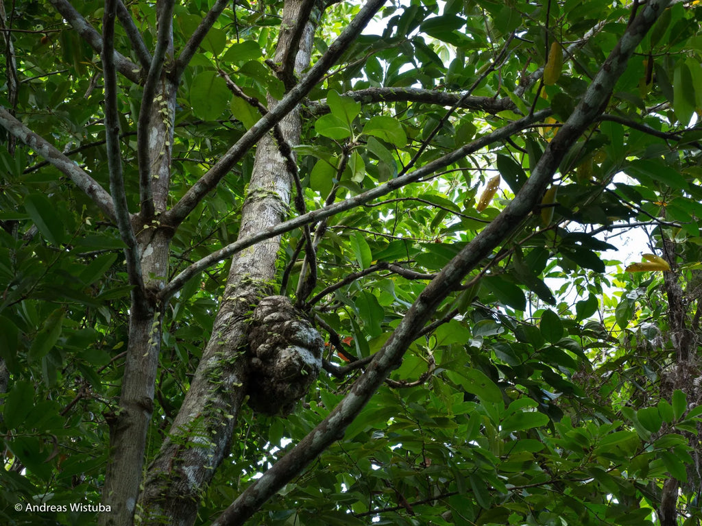 Anthorrhiza recurvispina (Rossel Island, PNG) 大森食虫植物農園