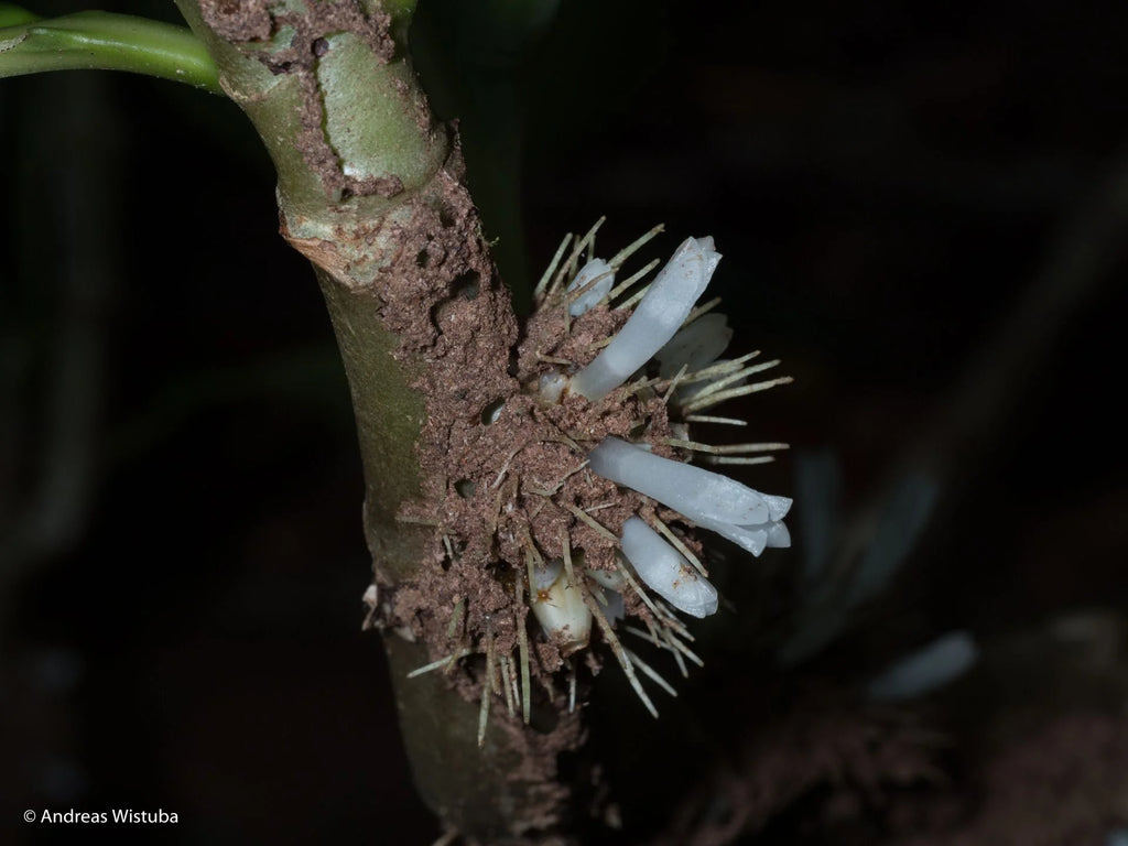 Anthorrhiza recurvispina (Rossel Island, PNG) 大森食虫植物農園