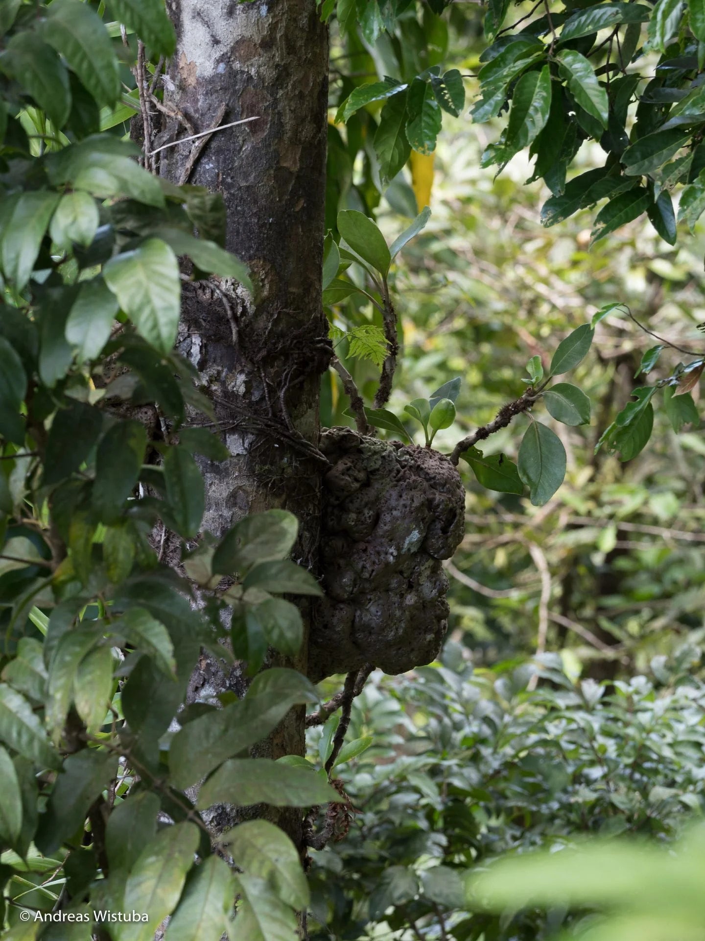 Anthorrhiza recurvispina (?) (Missima Island, PNG) 大森食虫植物農園