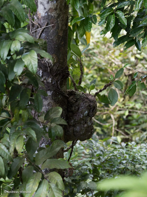 Anthorrhiza recurvispina (?) (Missima Island, PNG) 大森食虫植物農園