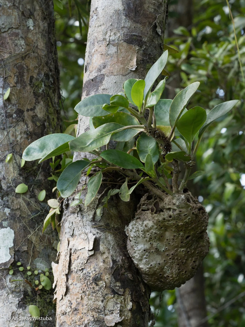 Anthorrhiza recurvispina (?) (Missima Island, PNG) 大森食虫植物農園