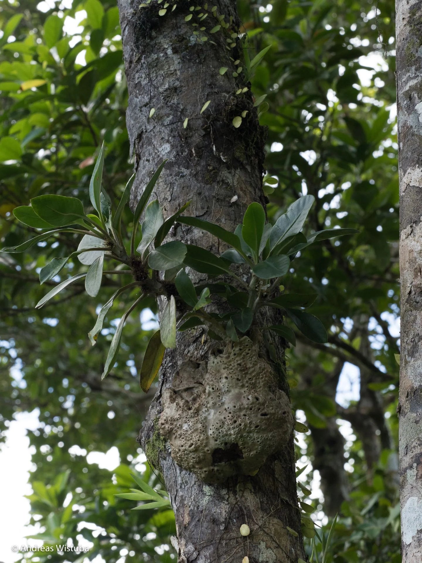 Anthorrhiza recurvispina (?) (Missima Island, PNG) 大森食虫植物農園