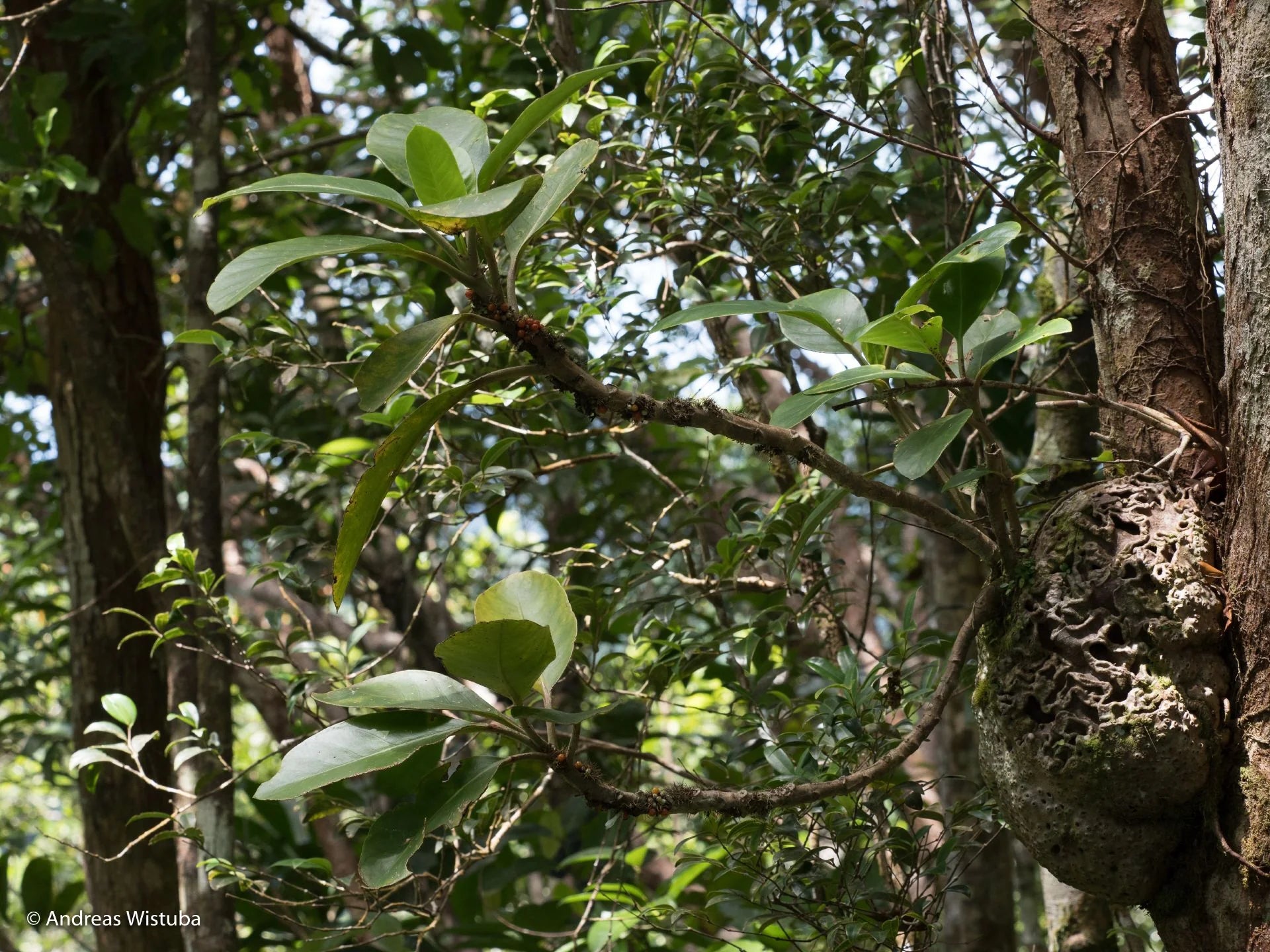 Anthorrhiza recurvispina (?) (Missima Island, PNG) 大森食虫植物農園