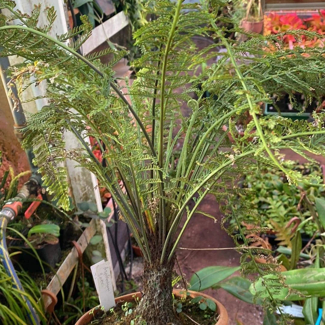 Asplenium thunbergii, very old adult plant 大森食虫植物農園
