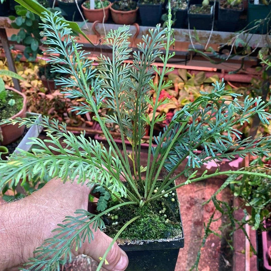 Asplenium x Kenzoi 大森食虫植物農園