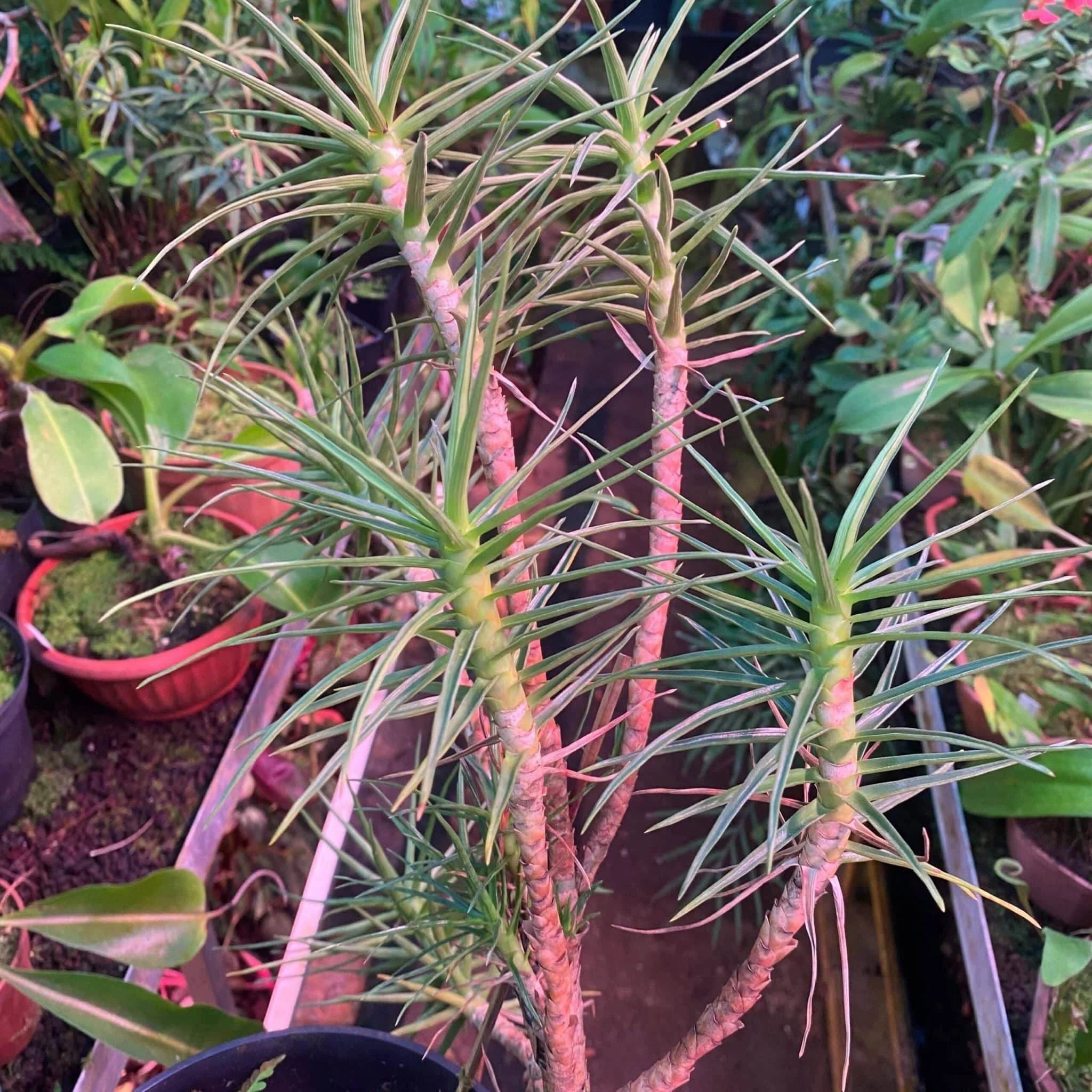 Ayensua uaipanensis 大森食虫植物農園