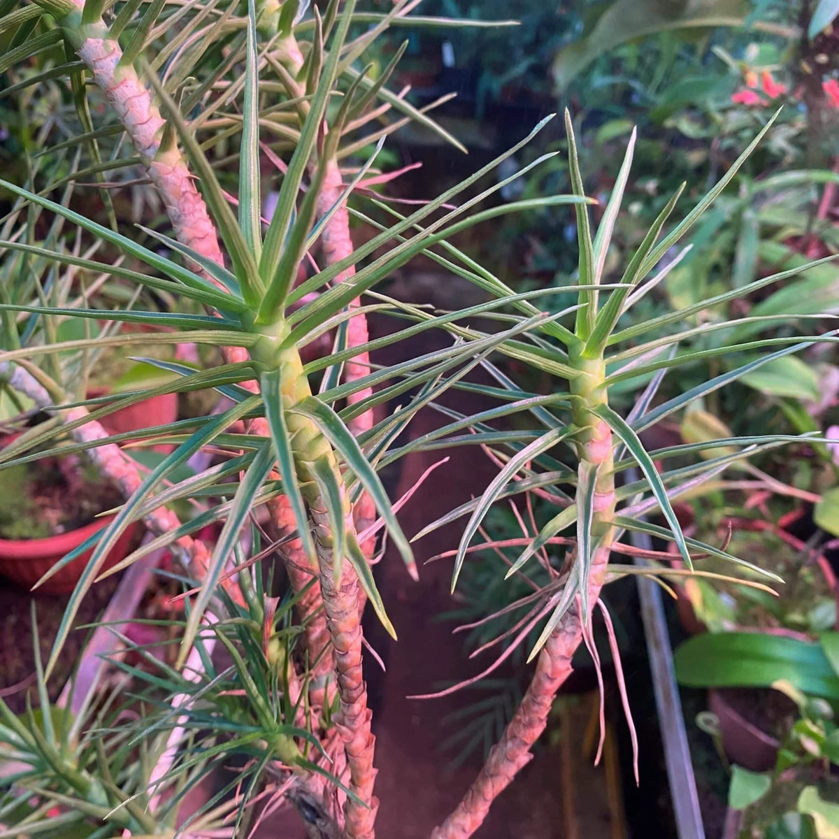 Ayensua uaipanensis 大森食虫植物農園