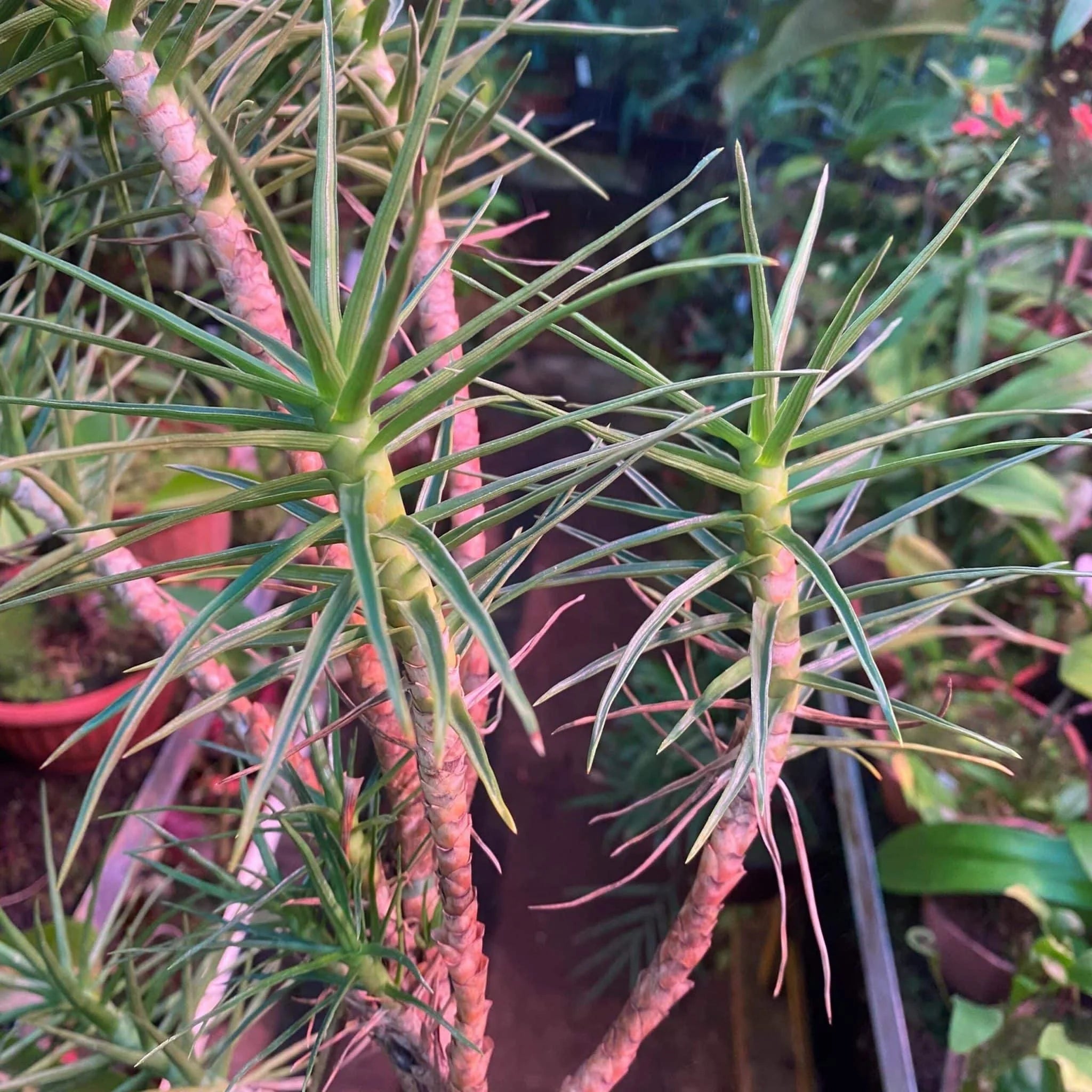 Ayensua uaipanensis 大森食虫植物農園