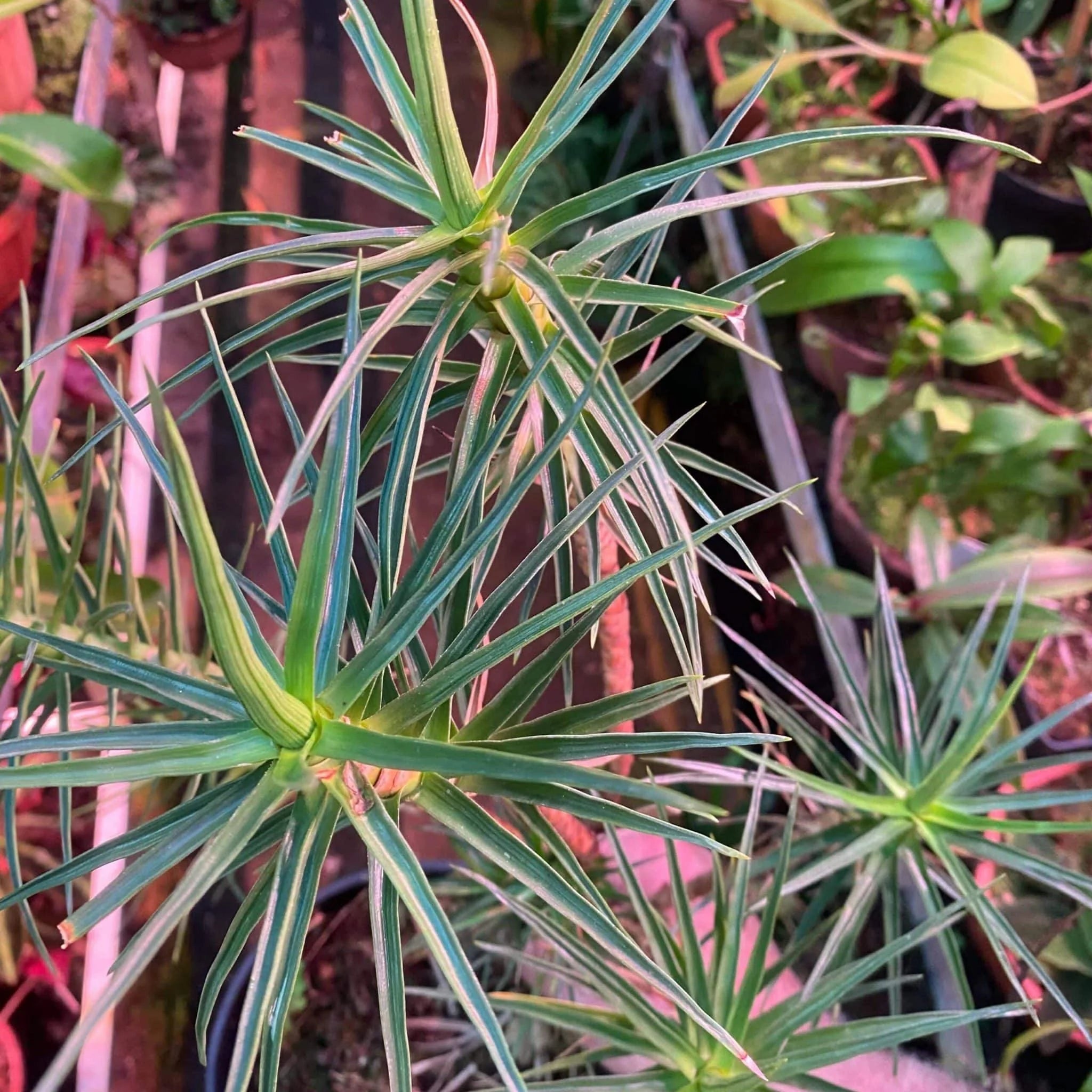 Ayensua uaipanensis 大森食虫植物農園