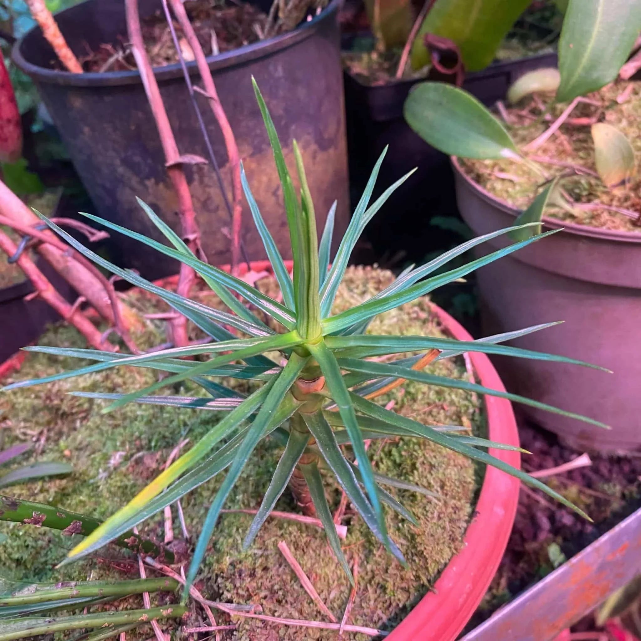 Ayensua uaipanensis 大森食虫植物農園