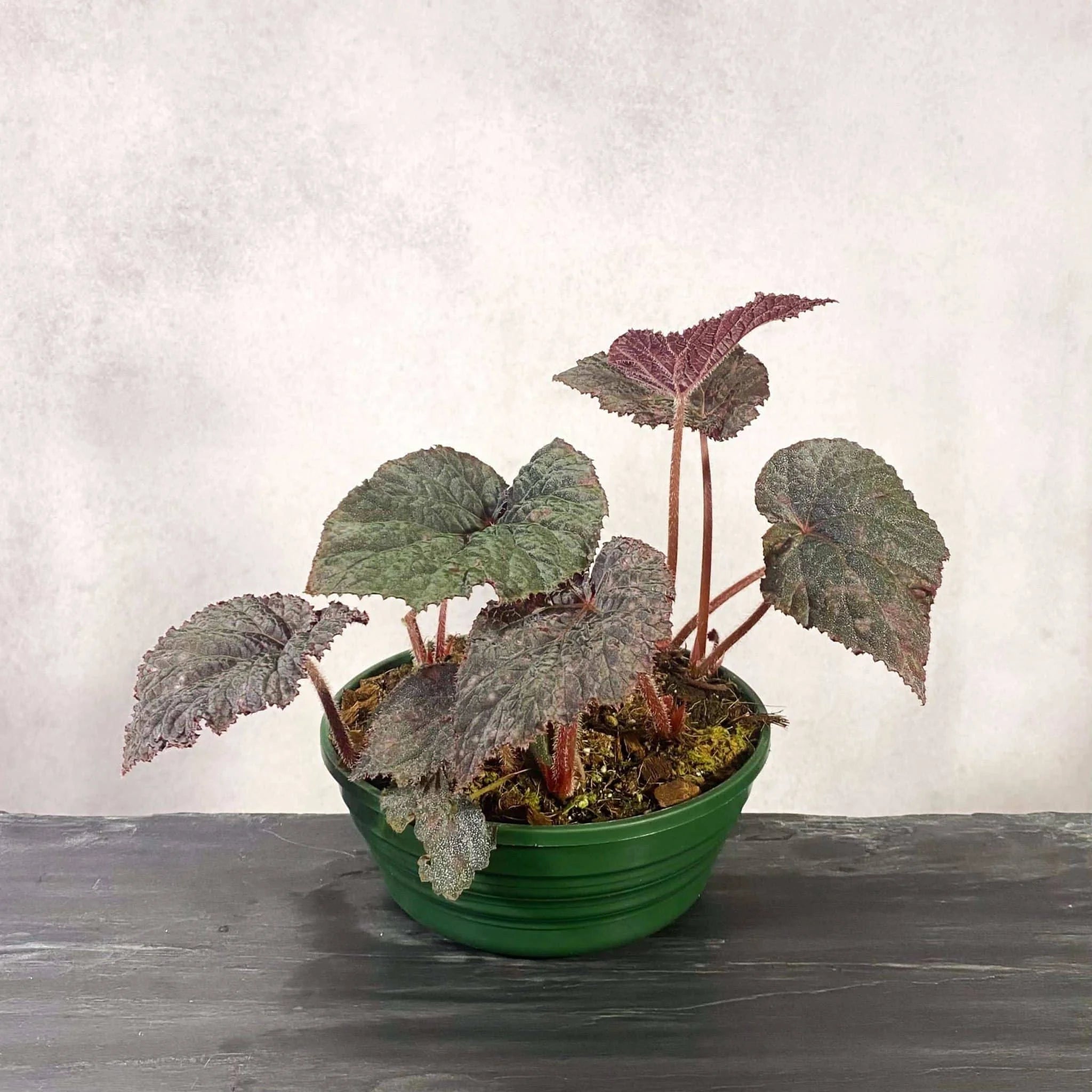 Begonia U485 大森食虫植物農園