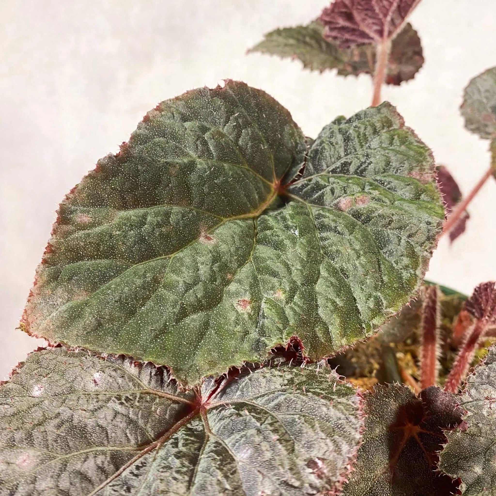 Begonia U485 大森食虫植物農園