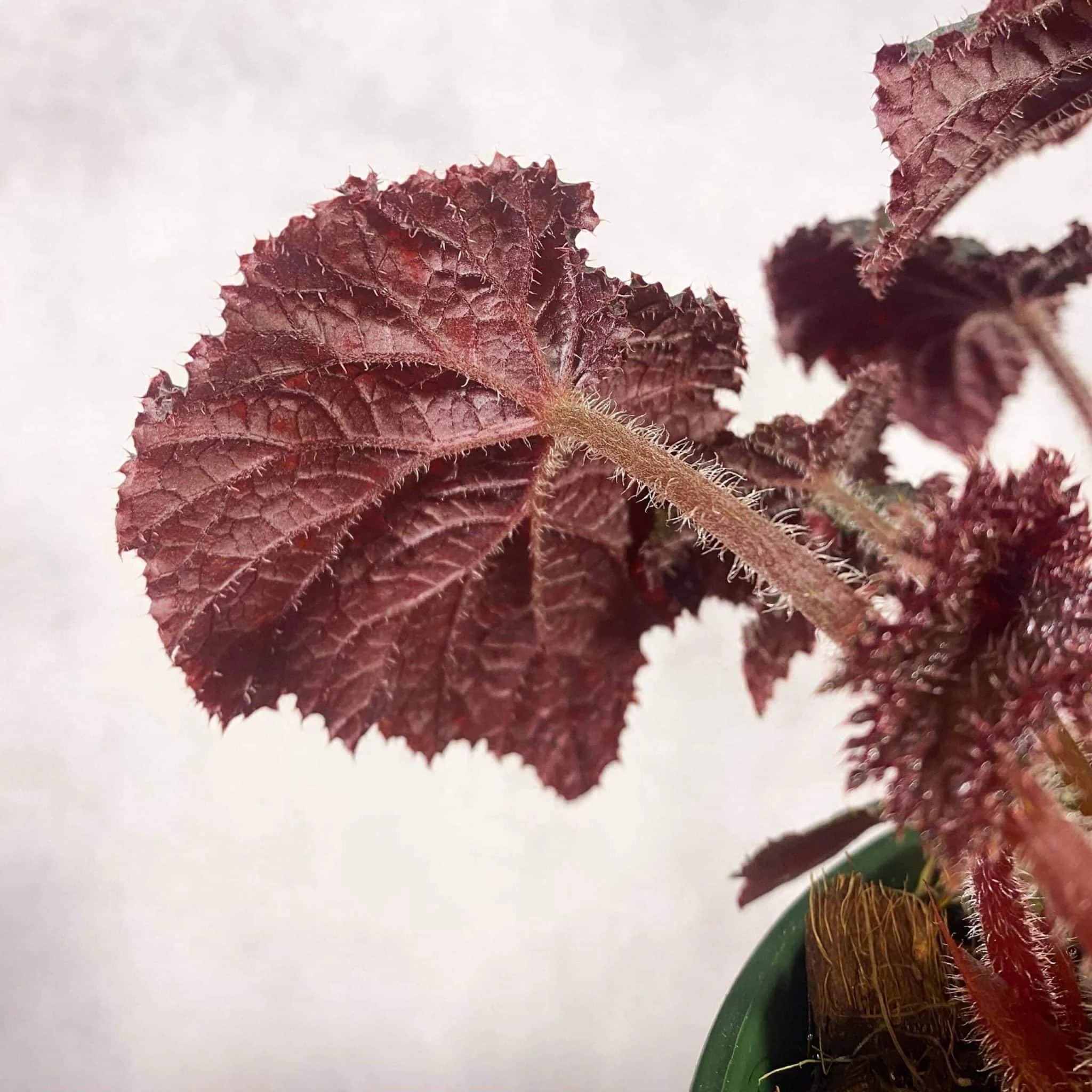 Begonia U485 大森食虫植物農園