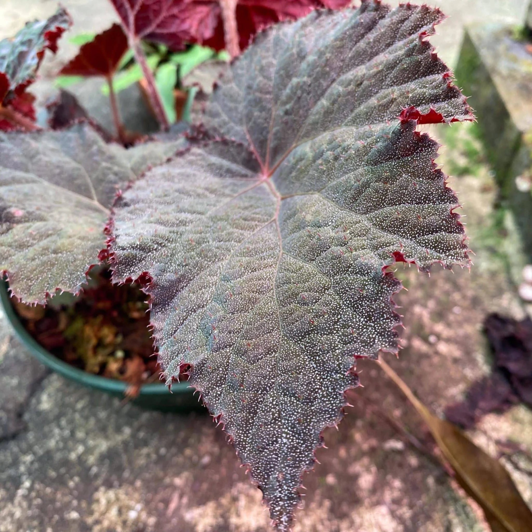 Begonia U485 大森食虫植物農園