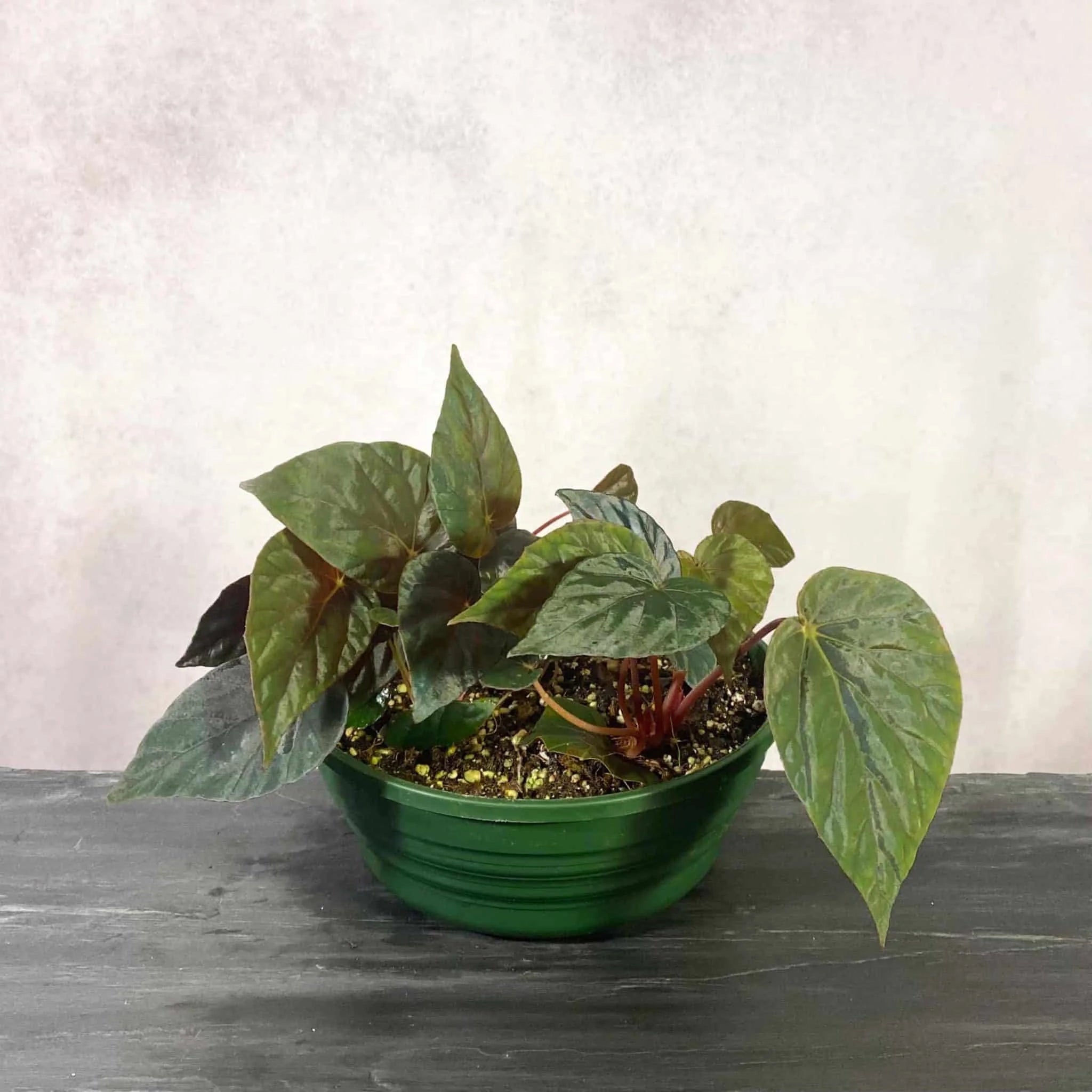 Begonia „Nightfall“ 大森食虫植物農園