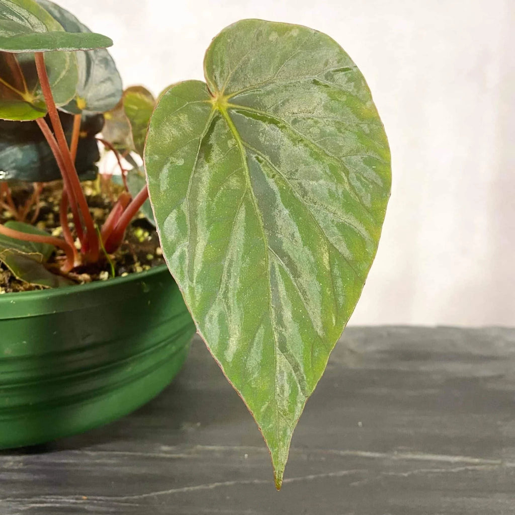 Begonia „Nightfall“ 大森食虫植物農園