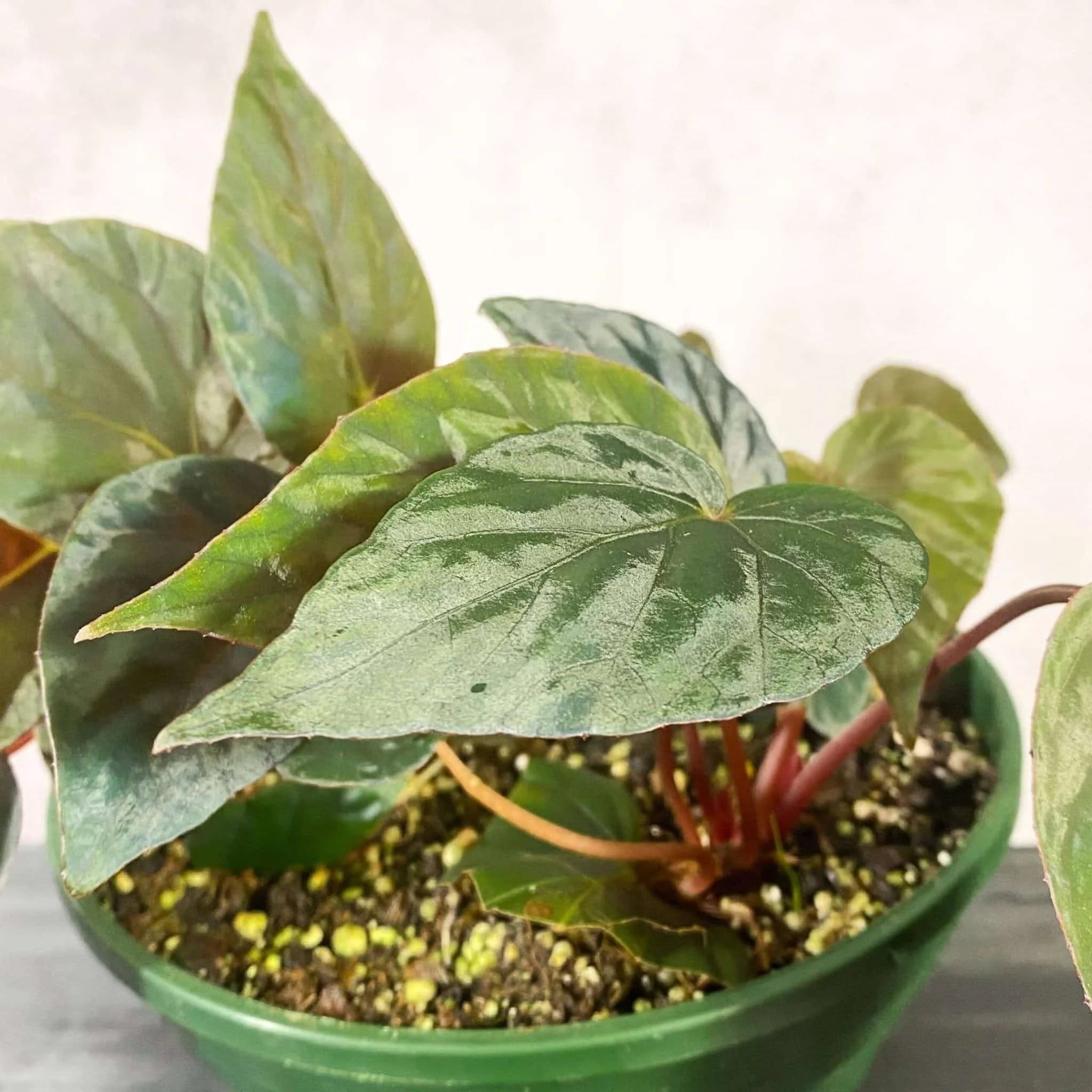 Begonia „Nightfall“ 大森食虫植物農園