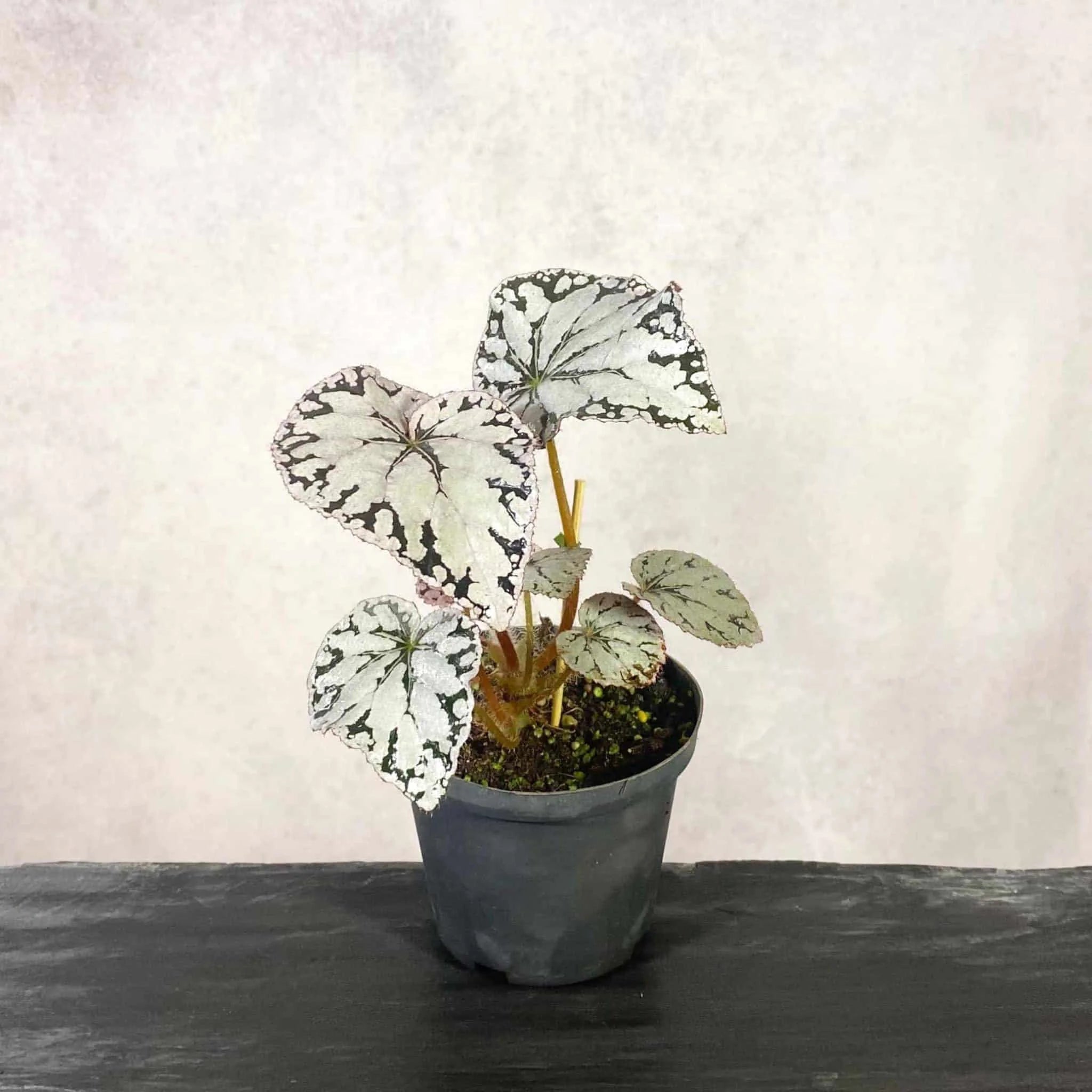 Begonia „Silver Dollar“ 大森食虫植物農園