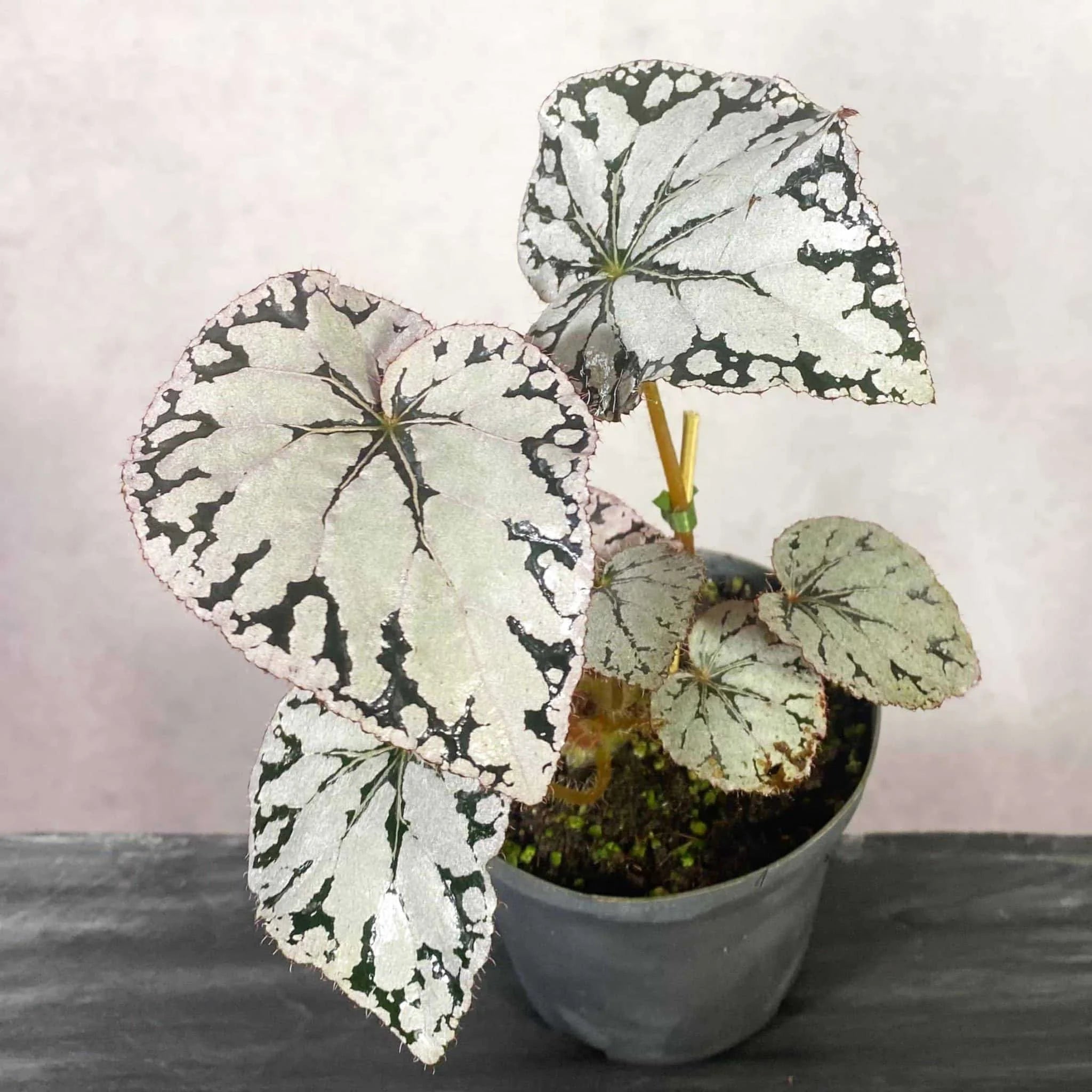 Begonia „Silver Dollar“ 大森食虫植物農園
