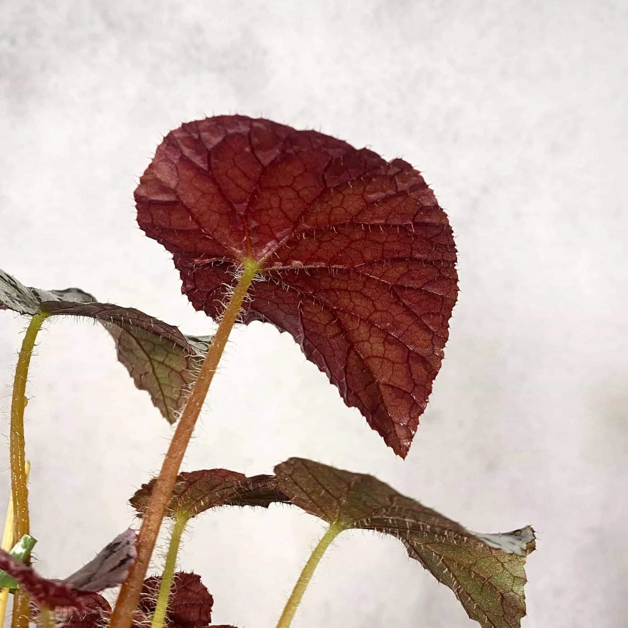 Begonia „Silver Dollar“ 大森食虫植物農園