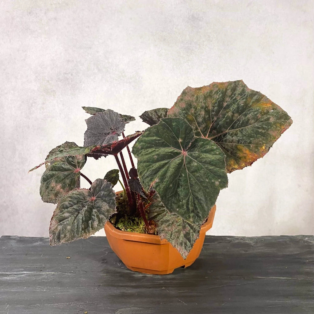 Begonia „Taconite“ 大森食虫植物農園