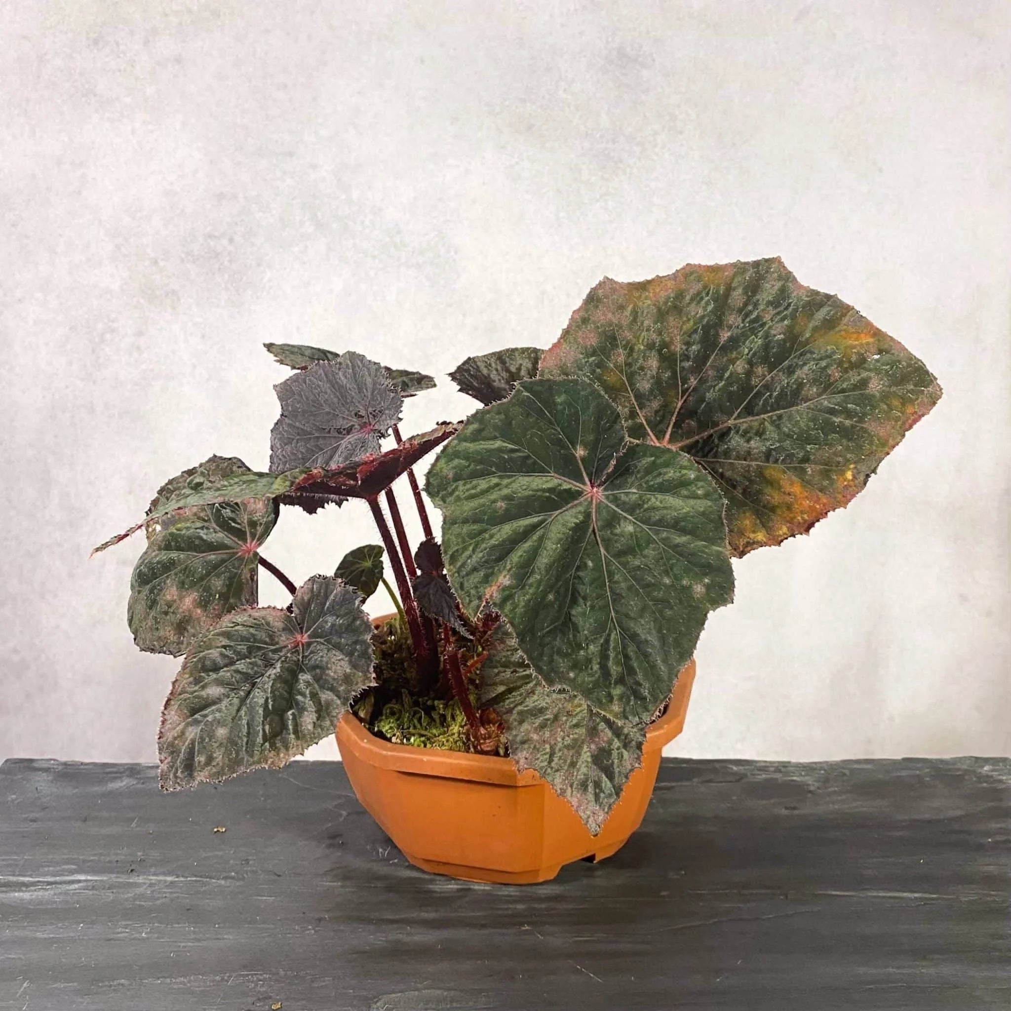 Begonia „Taconite“ 大森食虫植物農園