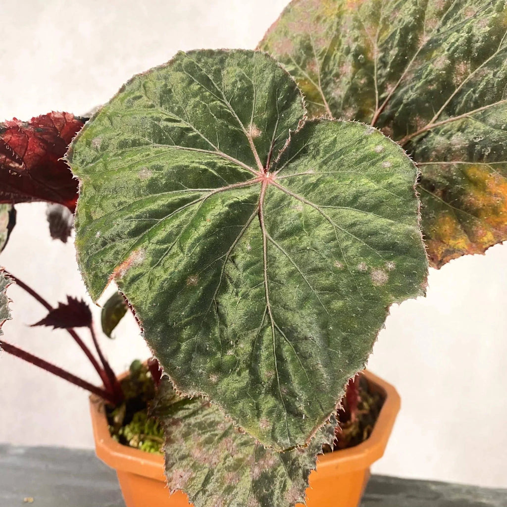 Begonia „Taconite“ 大森食虫植物農園