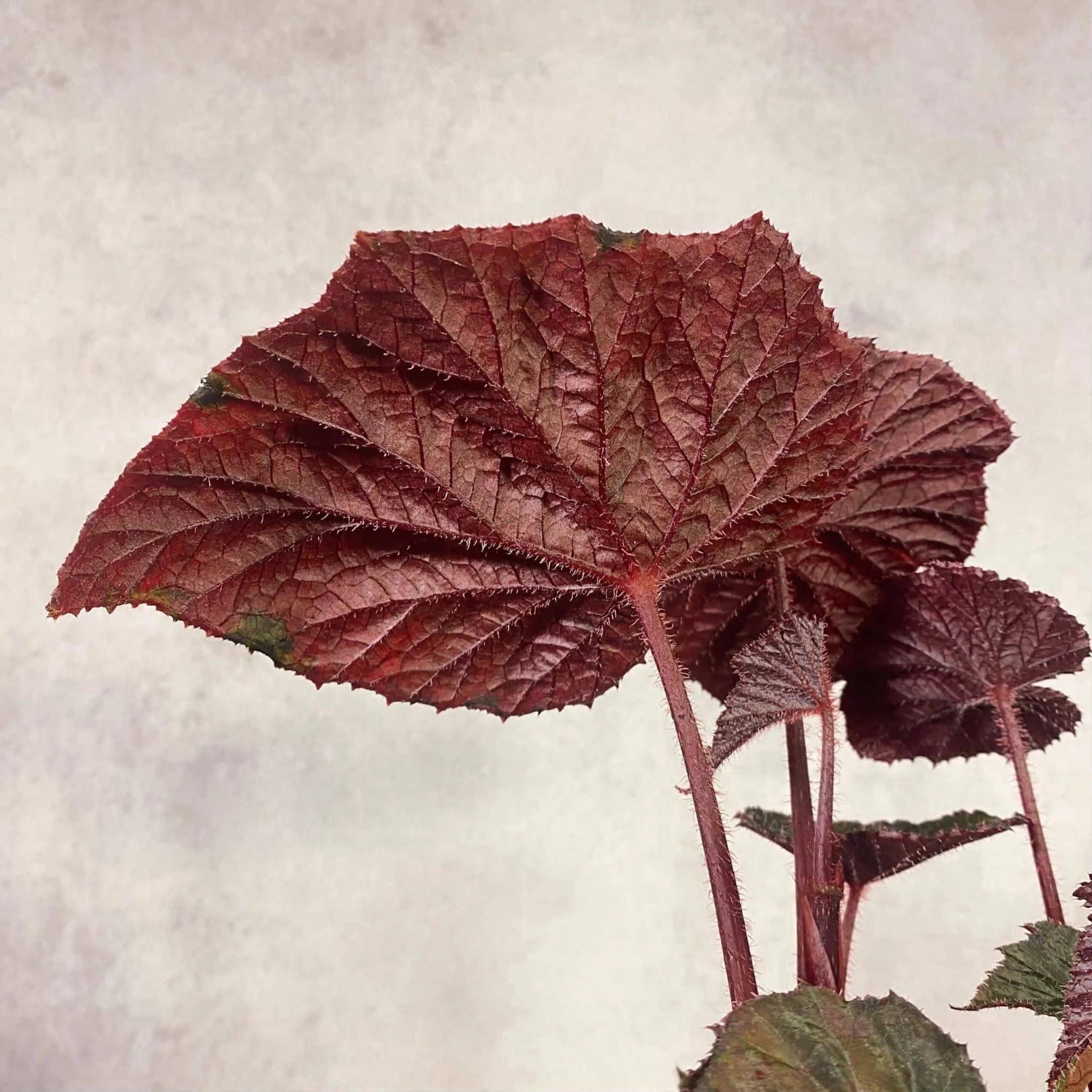 Begonia „Taconite“ 大森食虫植物農園
