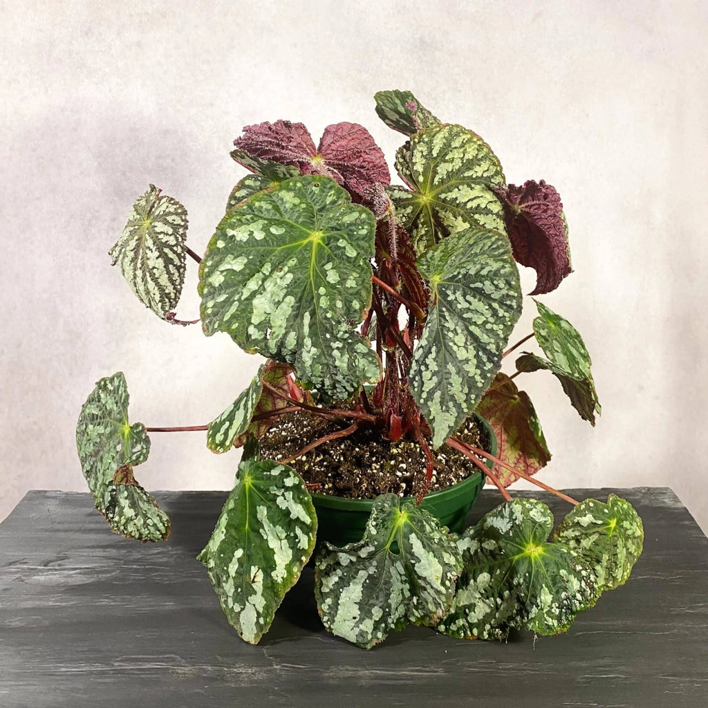 Begonia aff. aiensis 大森食虫植物農園