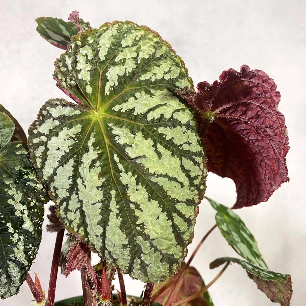 Begonia aff. aiensis 大森食虫植物農園
